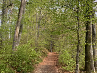 2020_Waldweg_Frühling_rh