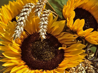 Predigt Sonnenblume 2024