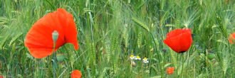 Hero_Korn_und_Mohn
