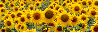 Hero_Sonnenblumen_dh