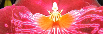 Hero_Orchidee Waterfall