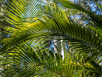 Predigt Palmsonntag
