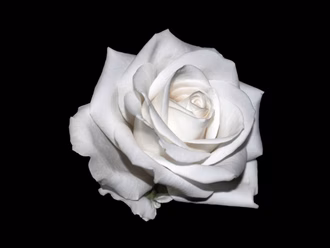 Predigt_Rose_Karfreitagspredigt