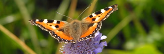 Hero_Schmetterling
