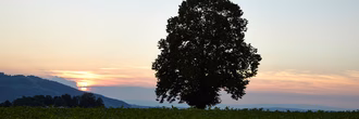 baum-sonnenuntergang