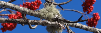 csm_2022_Vogelbeeren_dh_b012465d3c