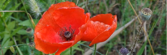 csm_Mohnblume_dh_d6079c333f