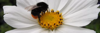 Hero_Hummel auf Blüte