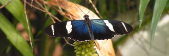 csm_Schmetterling_blauweiss_1d85aa4a9d